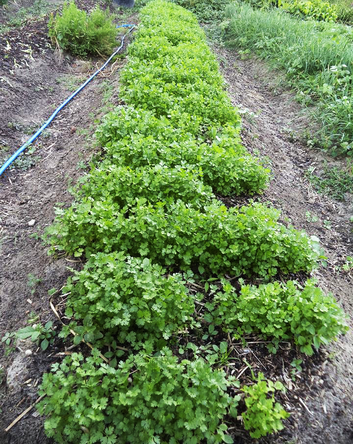 Agricultores assentados garantem boa renda com a venda de produtos cultivados em hortas orgânicas